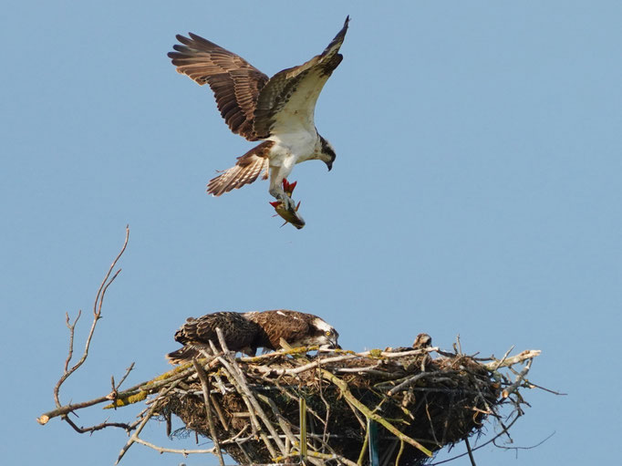 Fischadler mit Beute beobachtet von Natur und Wildlifefotografie Berlin Brandenburg Regional -Sven Budberg