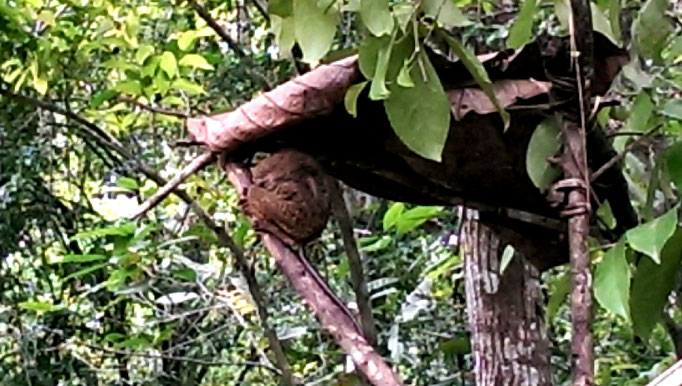 Tarsier, kleinster Affen Asiens