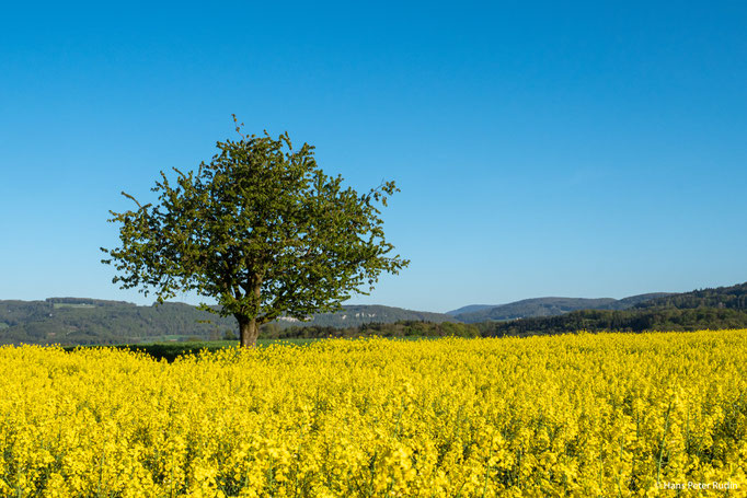 Frühling in Ettingen