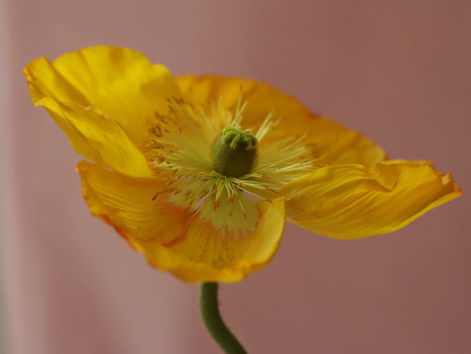 Studio-Rosenrotes, Blütenfotos, Blumenposter, Fine-Art-Fotografie, Farben-Fotografie, Kunst, moderne Kunst