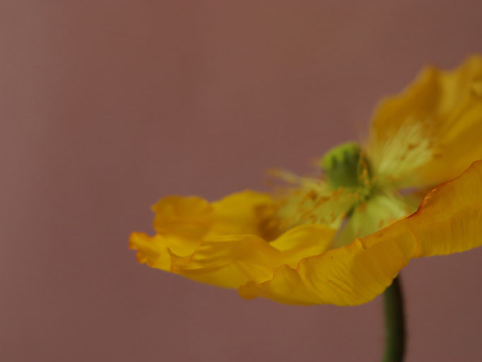 Blütenfotografie, Mahnblüten-Fotos, romantische Blütenbilder, Kunst mit Blüten,