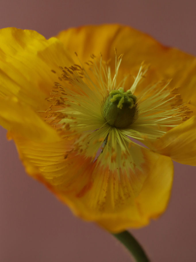 Blütenfotografie, Blütenkunst, Makrofotografie, Blüten-Drucke