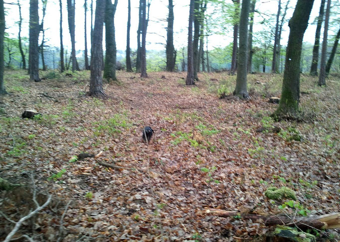 Übung auf der künstlichen Schweißfährte 800m, 1/8l Rinderblut, ca. 20h alt