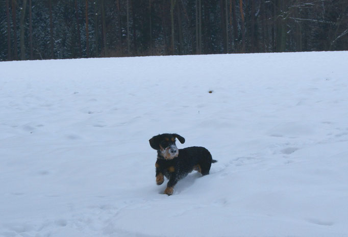 auch Gustl hat Spaß im Schnee