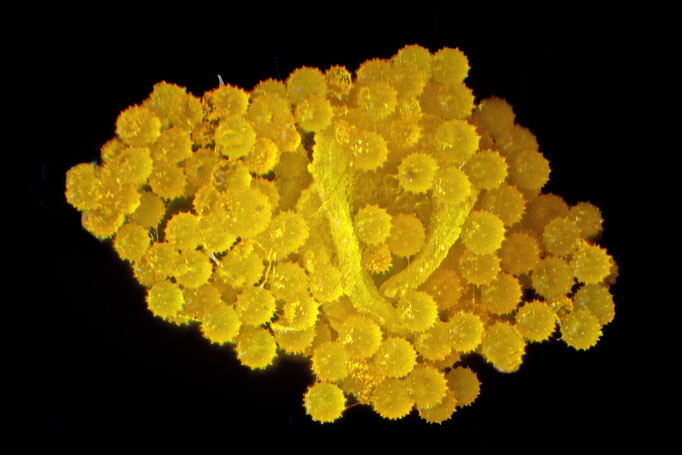 Pollen Hybiskus