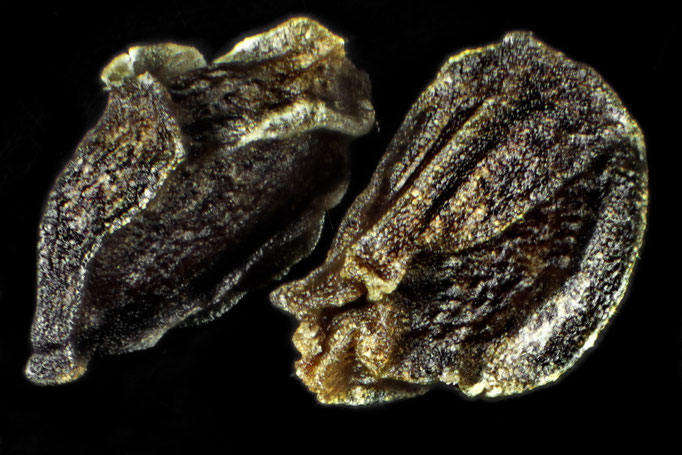 Samen Nachtkertze Oenothera biennis