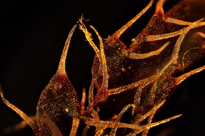 Blattausschnitt Begonie  Begonia Rex