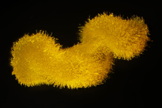 Pollen Eisbegonie w