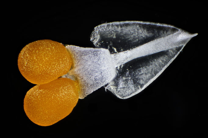 Polinen Orchidee Phalaenopsis 