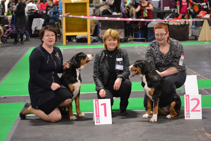 CACIB 2015 puppy
