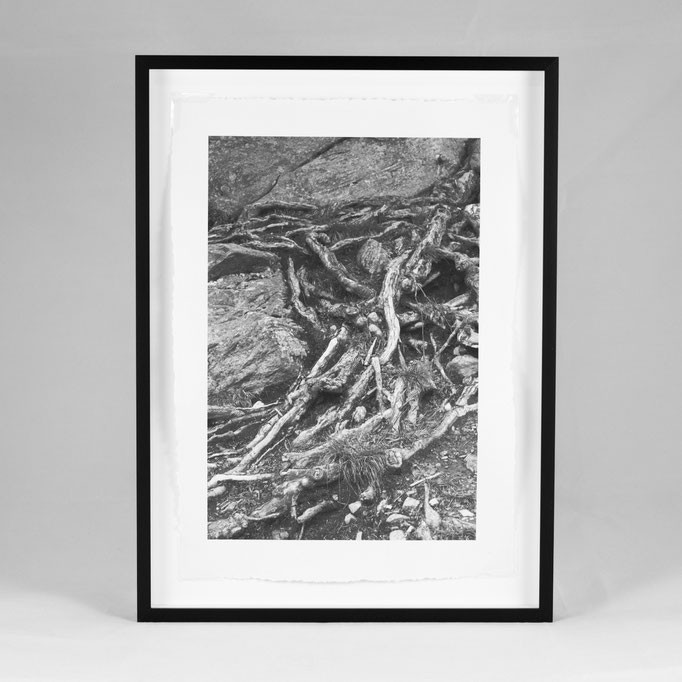 Kirsten Radermacher, Wurzeln, 2021, 270x370 mm, print on selfmade paper, framed in museum quality (unique)