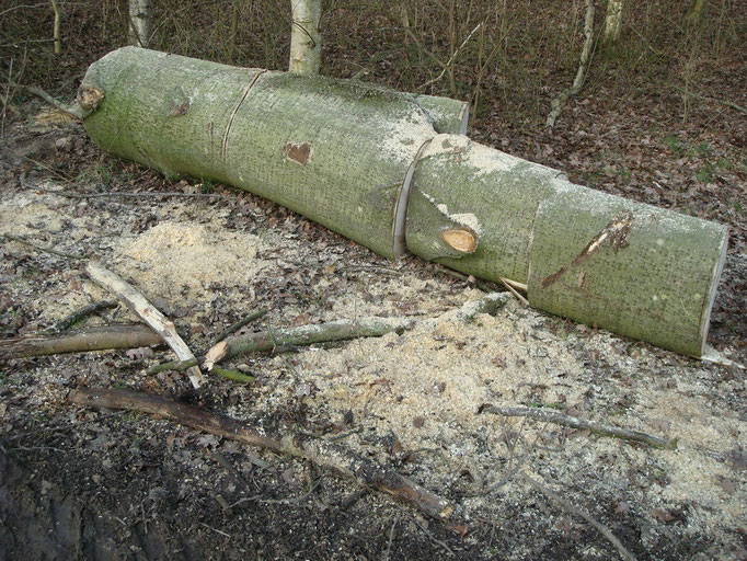 Hout voor paddenstoelenkweek