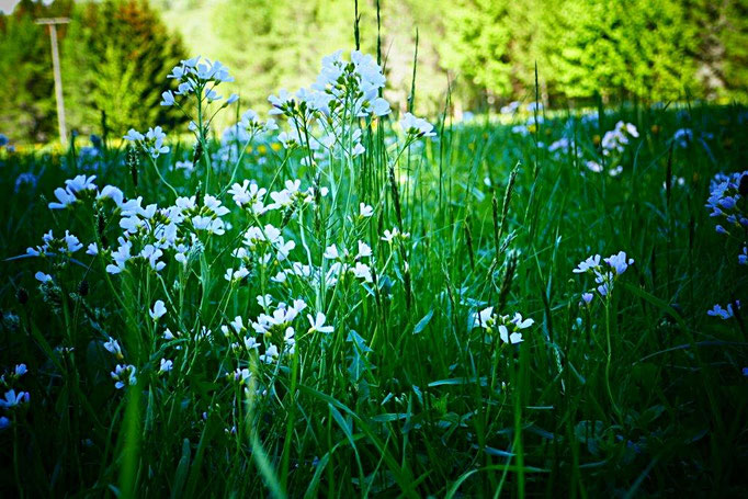 Wiesenschaumkraut