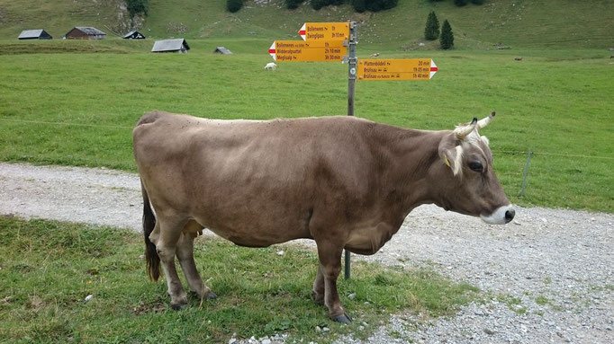 Die Kuh weist uns den Weg zurück nach Brülisau