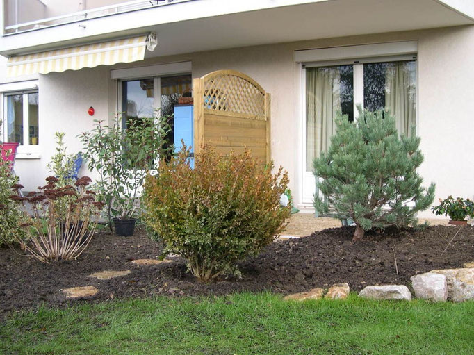 Buis isolé et Pin sylvestre nain