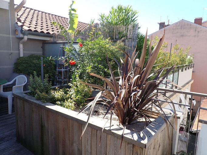 Phormium pourpre, abelia et fusain nain du Japon