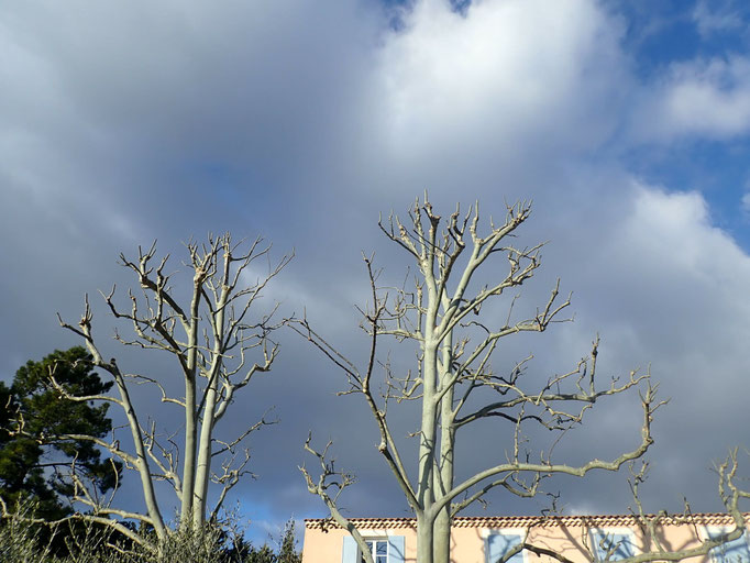 Taille courte sur Platane