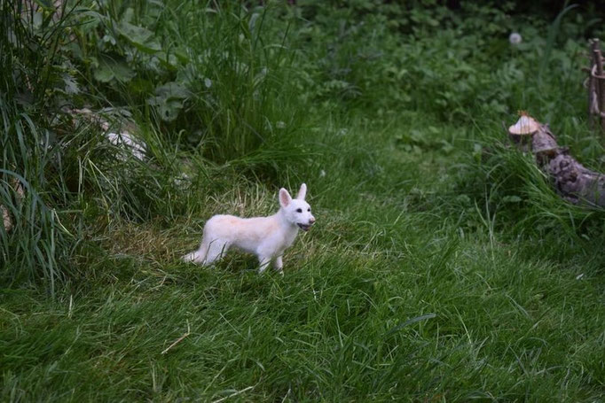 detailgetreues handgefilztes Hundeportrait aus Wolle Nahaufnahme