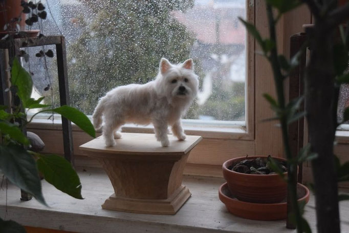 detailgetreues handgefilztes Hundeportrait aus Wolle Nahaufnahme