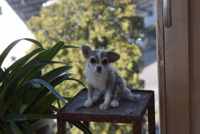 handgefilztes Hundeportrait kleiner Hund aus Wolle im Garten