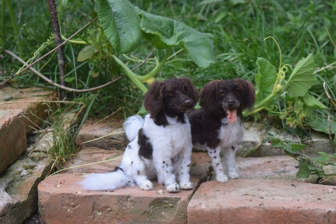 handgefilzte Hunde Gruppe mehrere Hundeportraits aus Wolle realistisch