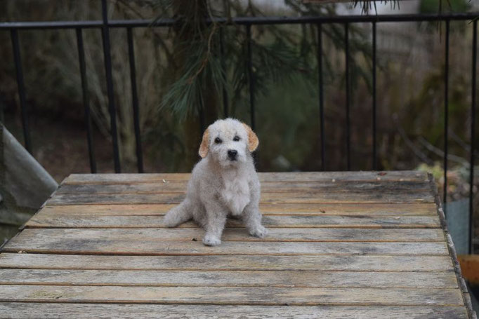 handgefilztes Hundeportrait weißer Hund sitzend aus Wolle realistisch