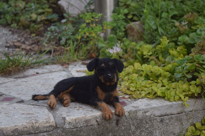 handgefilztes Hundeportrait aus Wolle auf Treppe fotografiert