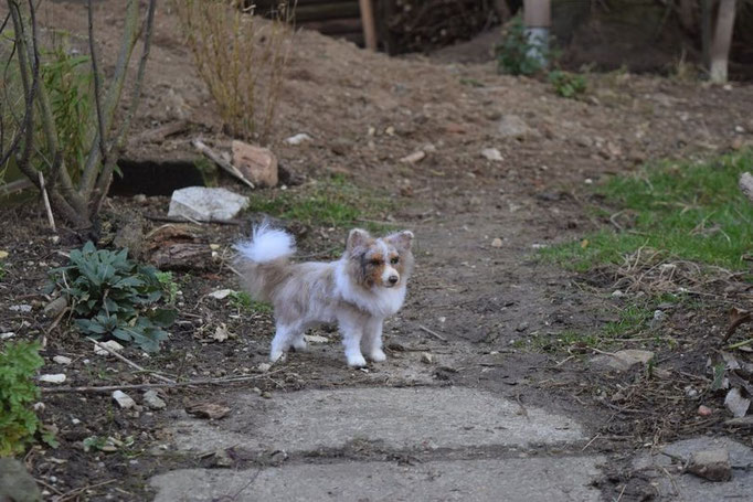 handgefilztes Hundeportrait aus Wolle auf Erde im Garten