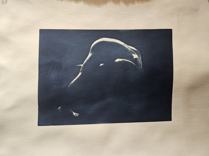 Alive No.4 - Cyanotype, watercolour paper