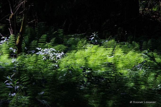 Schachtelhalm Wälder an der WW-Seenplatte