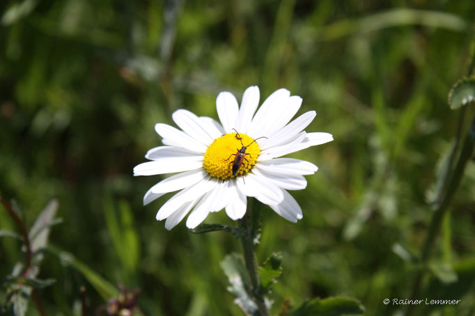 Margarite am Dreifelder Weiher