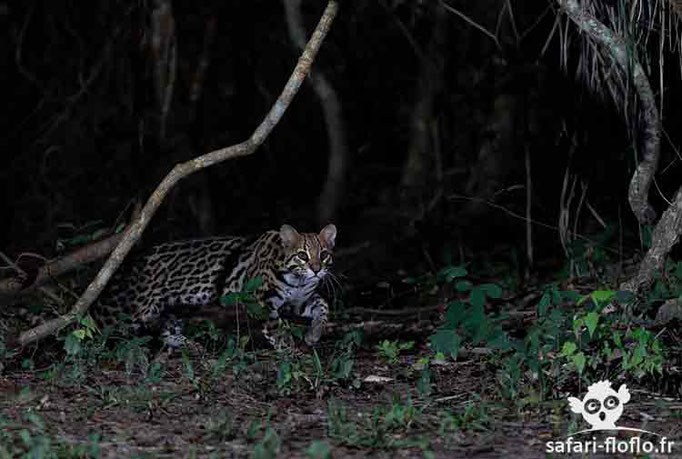 Ocelot