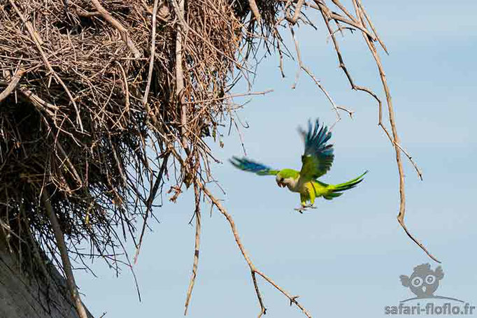 Perriche Veuve ou Conure Veuve