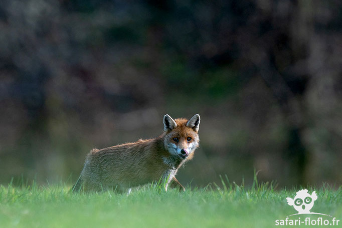 Renard Roux - Correze