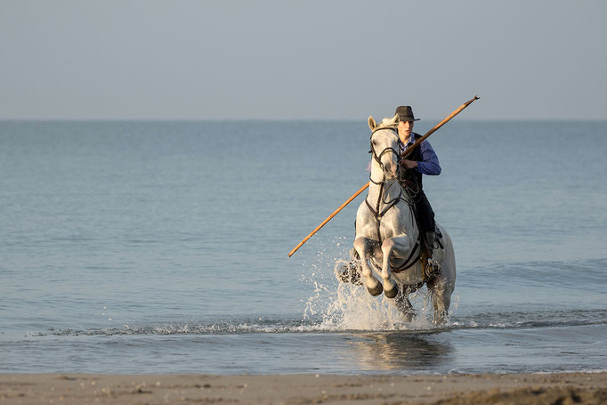 Camargue
