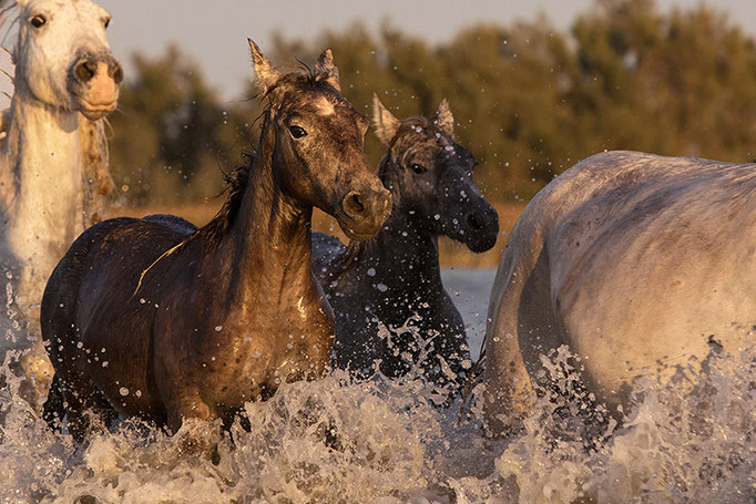 Chevaux (Camargue)