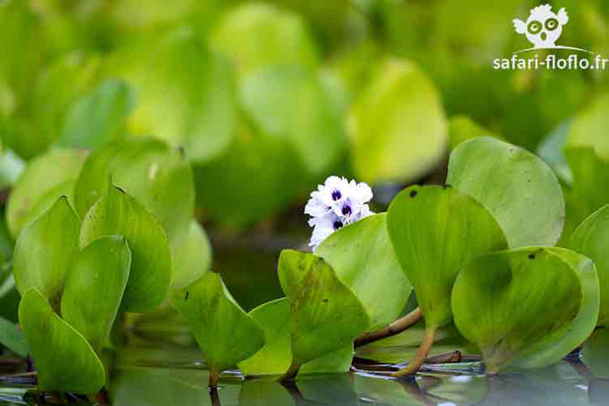 Jacinthe d'eau