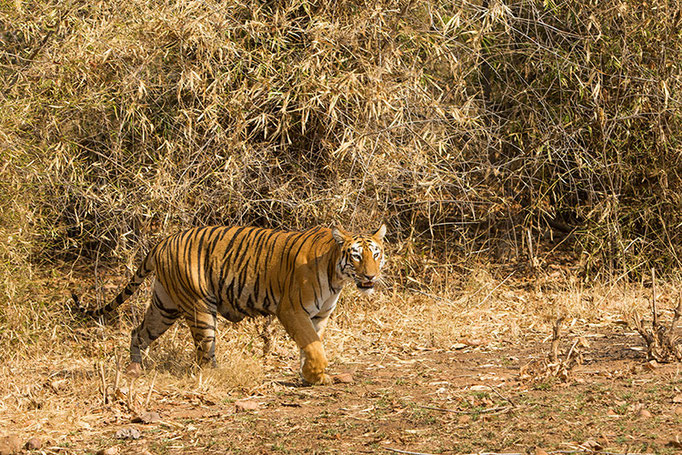 Maya - Tadoba Andhari Tiger Reserve