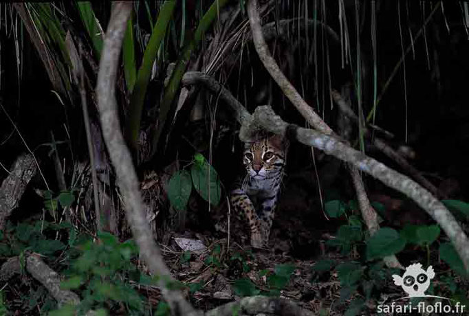 Ocelot