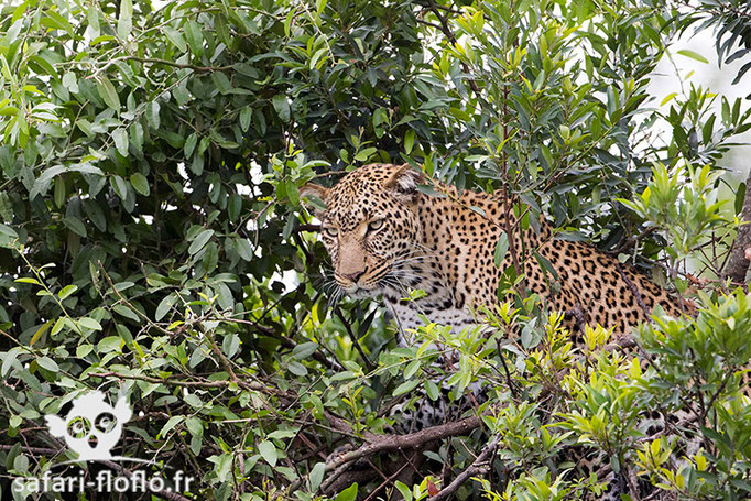 Femelle léopard (Kabosso)