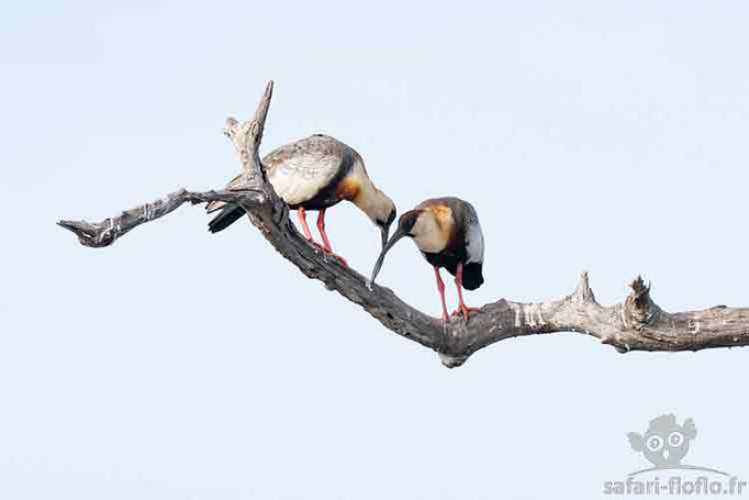 Ibis Mandore