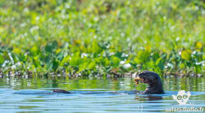 Loutre géante d'Amazonie