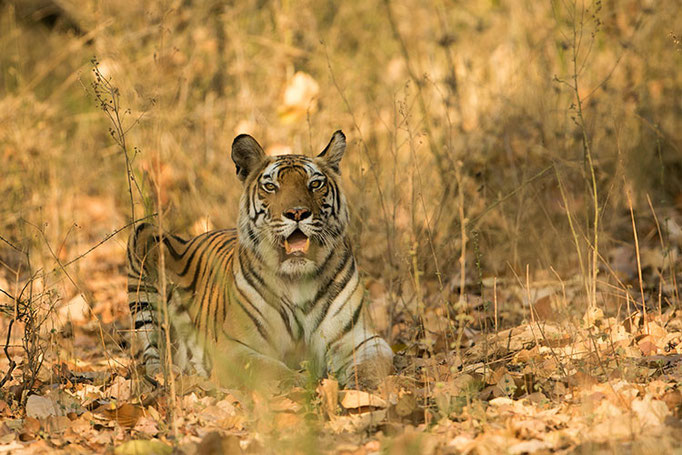 Réserve de Bandhavghar - Tigresse de 4 ans (Dotty)