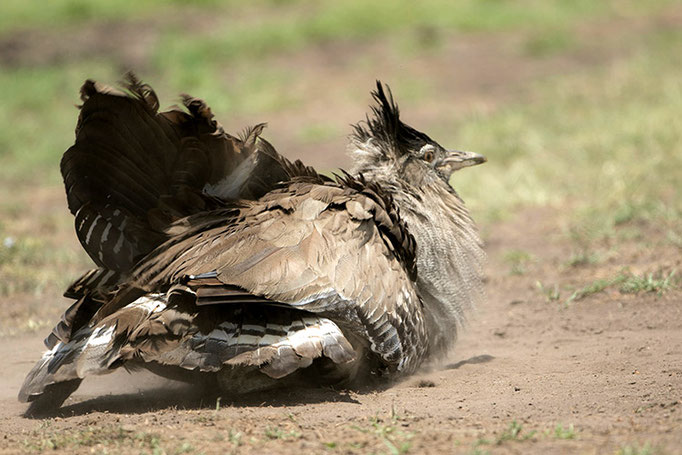 Maasai Mara: Outarde de Kori male prenant un bain de poussière