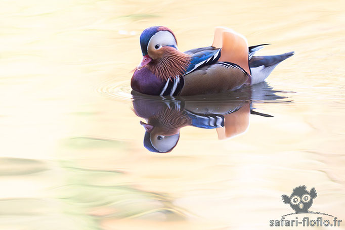 Canard Mandarin