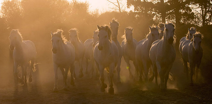 Camargue