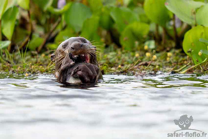 Loutre géante d'Amazonie