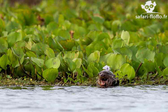 Loutre géante d'Amazonie