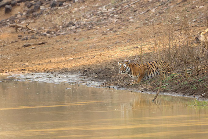 Maya - Tadoba Andhari Tiger Reserve