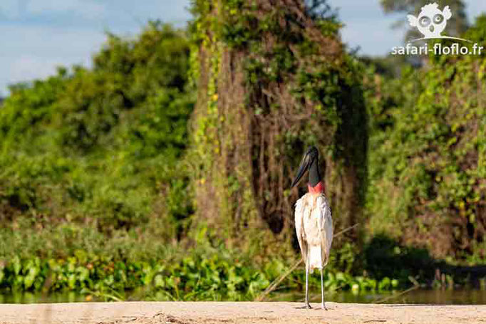 Jabiru d'Amérique